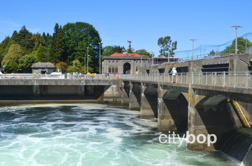 10 BEST Things at Ballard Locks Free Entry, Salmon Viewing, History