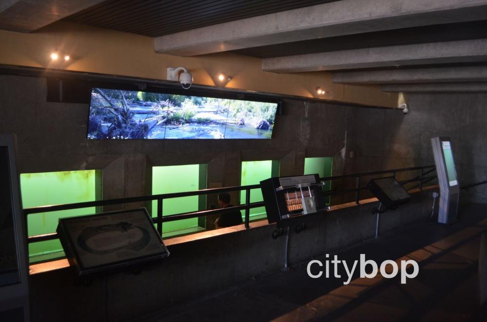 10 Things to Know about Ballard Locks Fish Ladder CityBOP