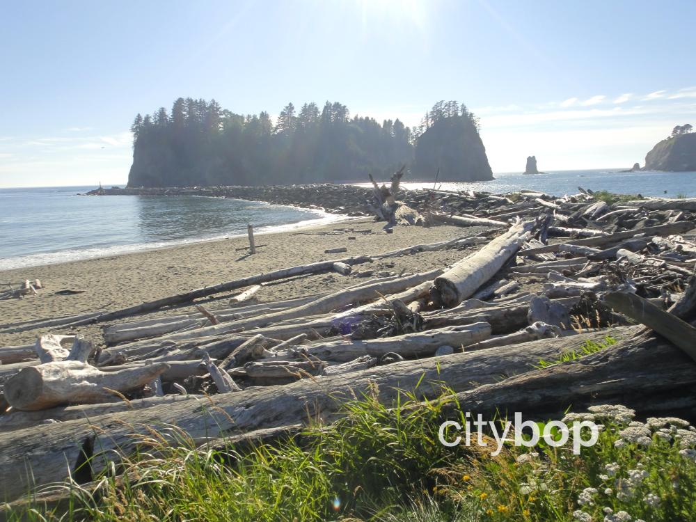 5 BEST Things to do at First Beach La Push (WA)