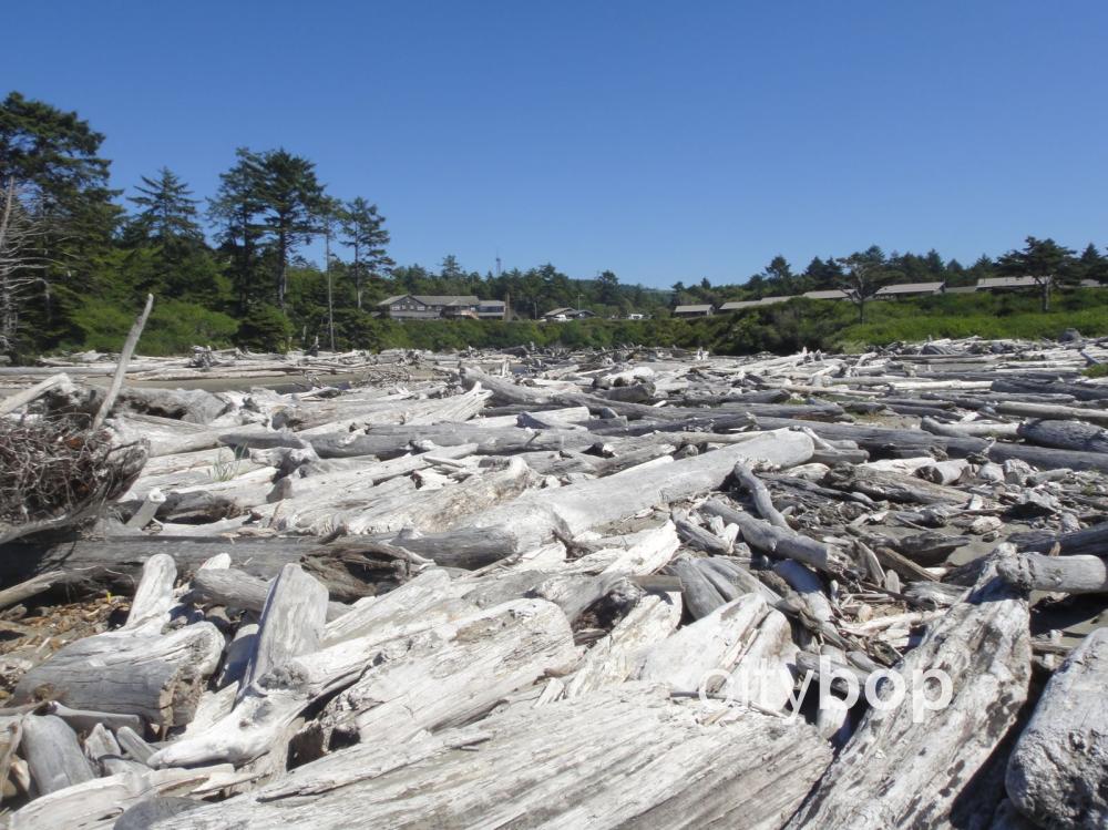 10 BEST Things to Do at Kalaloch Beach