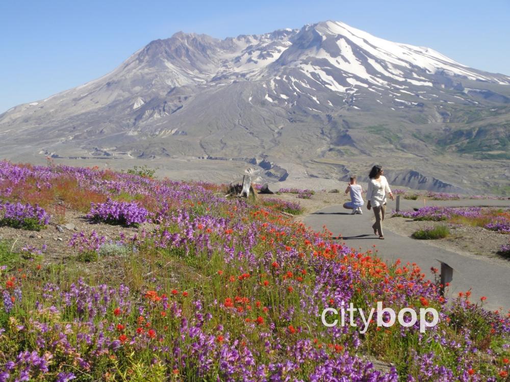 Flowers In St Helens Oregon Best Flower Site