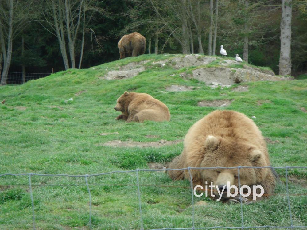 10 BEST Things to Do at Olympic Game Farm