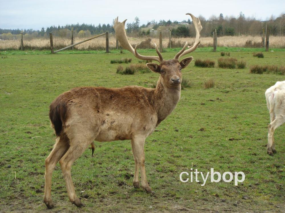 10 BEST Things to Do at Olympic Game Farm
