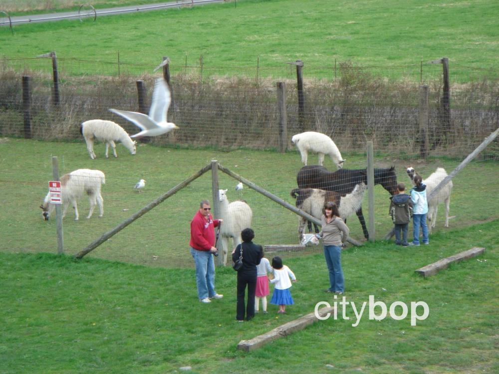 10 BEST Things to Do at Olympic Game Farm