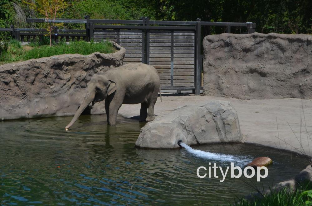10 BEST Things to Do at Oregon Zoo CityBOP