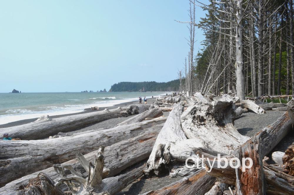 10 BEST Things to Do at Rialto Beach CityBOP