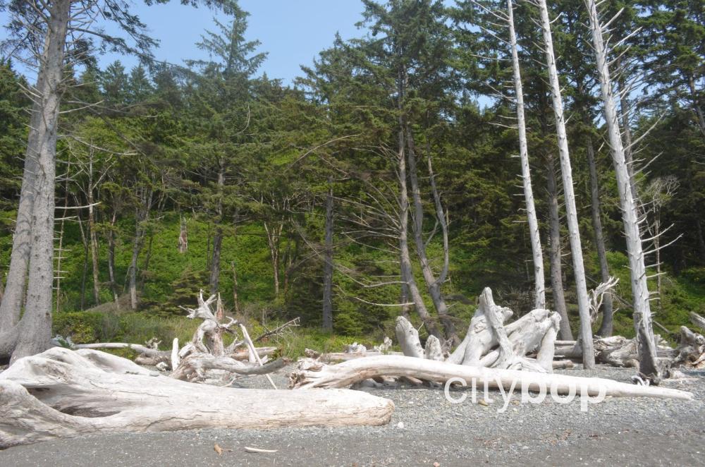 10 BEST Things to Do at Rialto Beach CityBOP