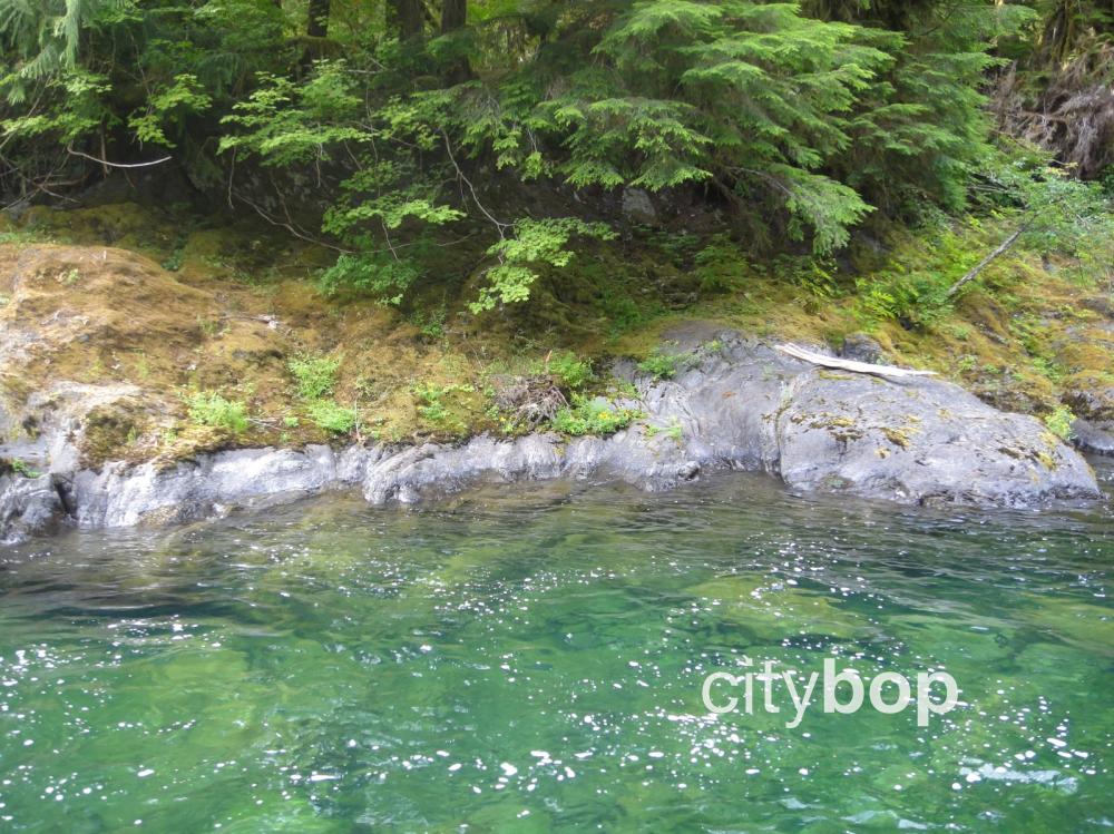 3 BEST places to see the Sol Duc River