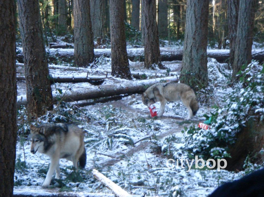 10 BEST Things to Do at Northwest Trek