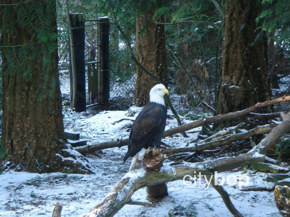 10 BEST Things to Do at Northwest Trek