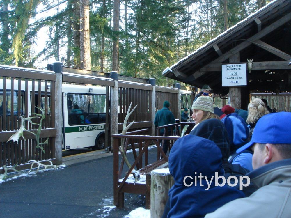 10 BEST Things to Do at Northwest Trek