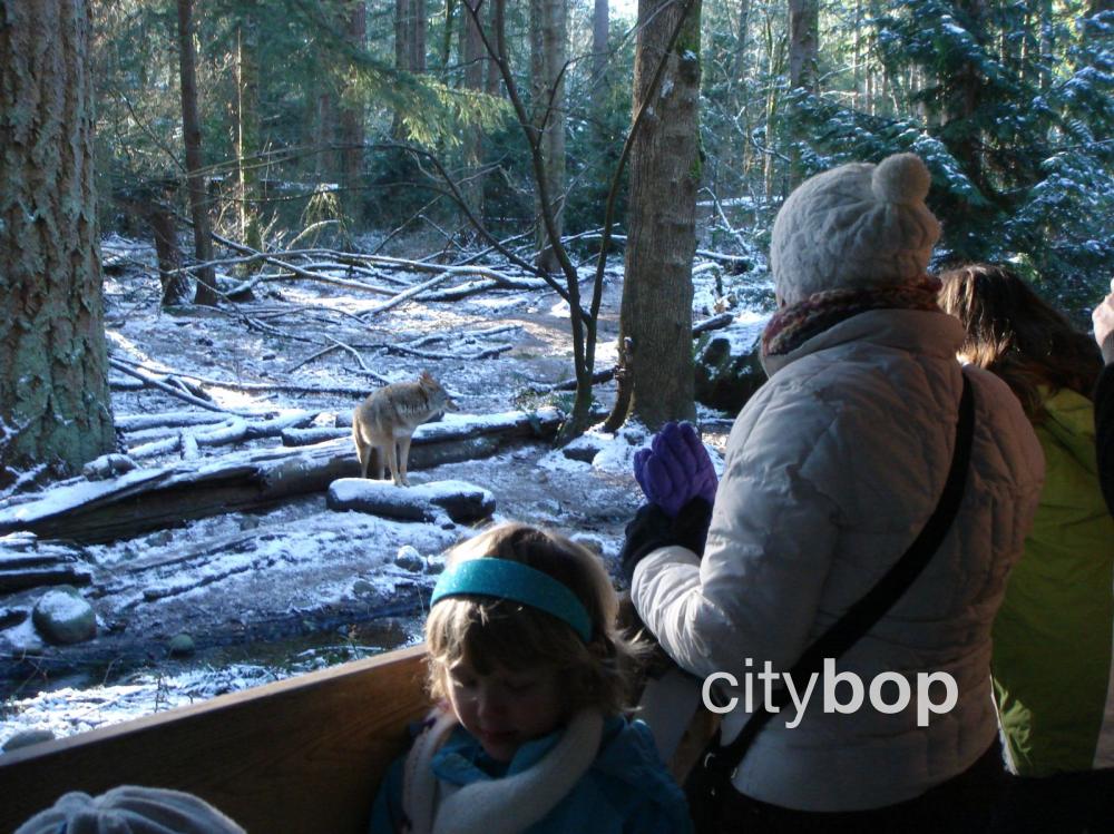 10 BEST Things to Do at Northwest Trek