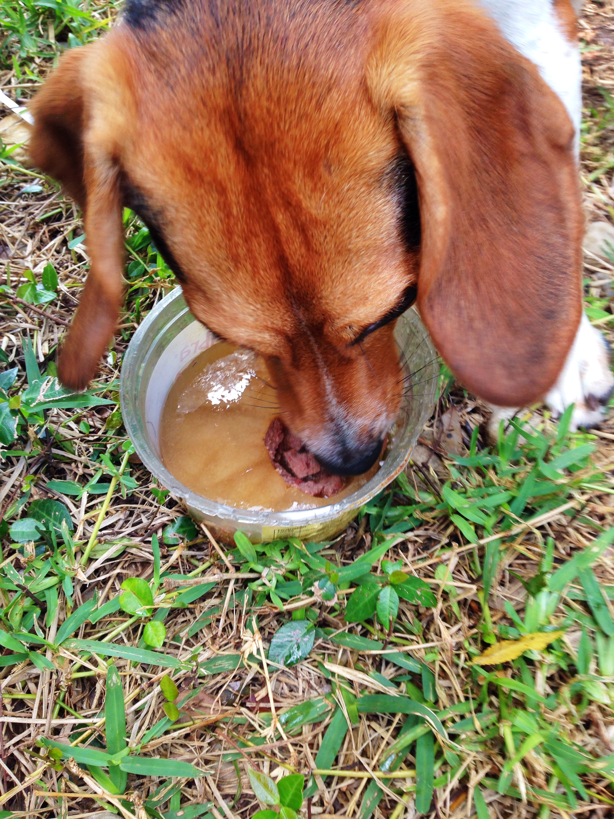 Am I Killing My Dogs By Giving Them Ice Water? - City Dog Expert