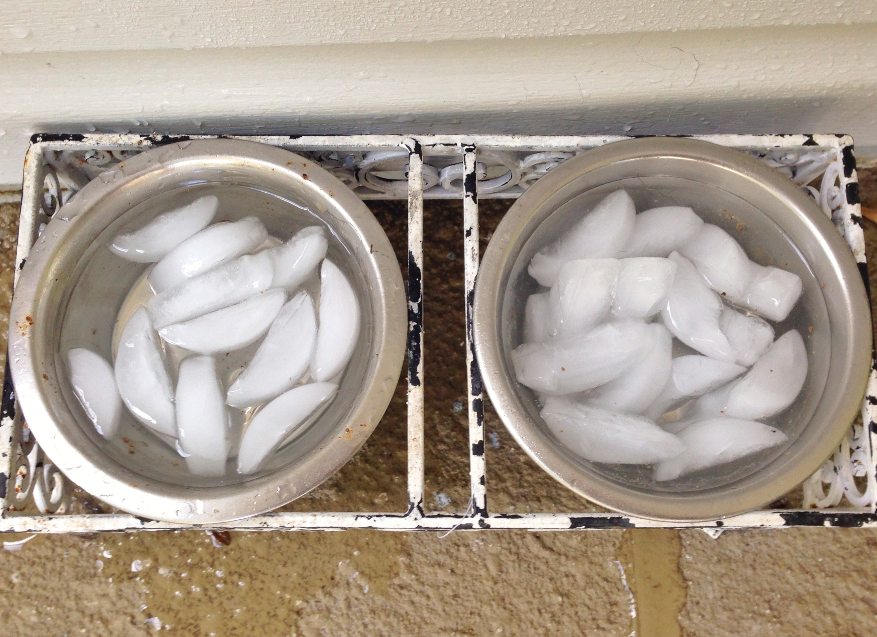 Am I killing my dogs by giving them ice water? City Dog Expert