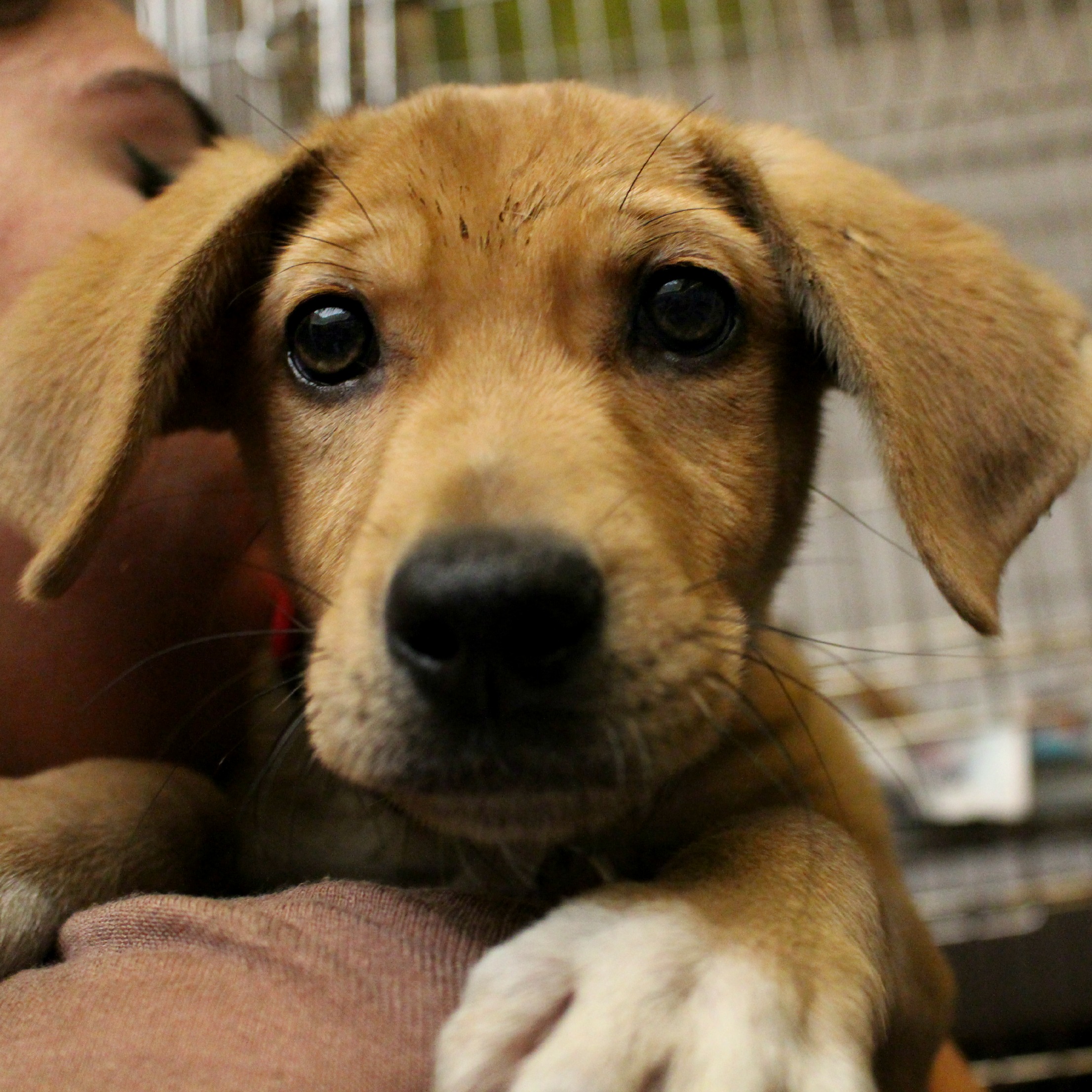 NYC North Shore Animal League Adoption Event City Dog Expert