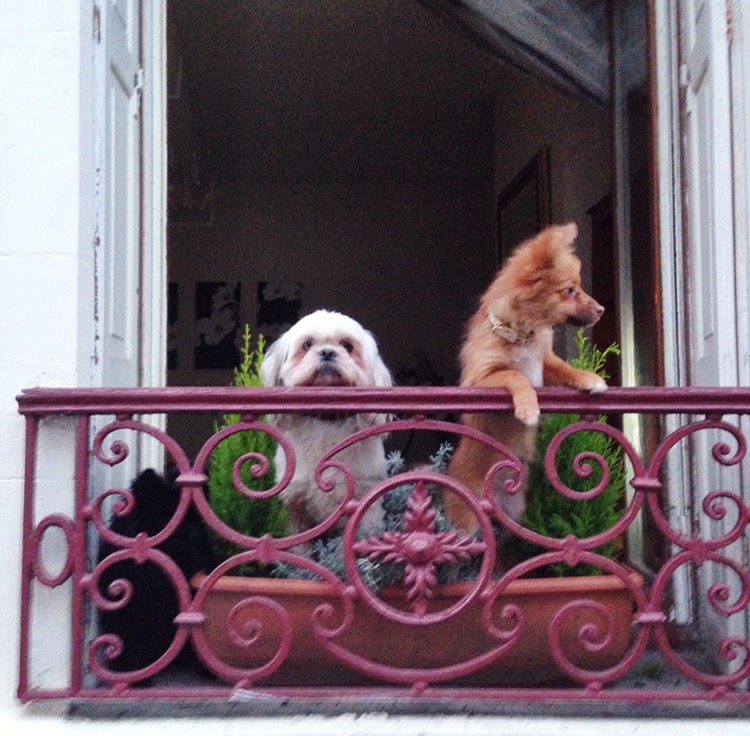 EU Travel with a Dog City Dog Expert