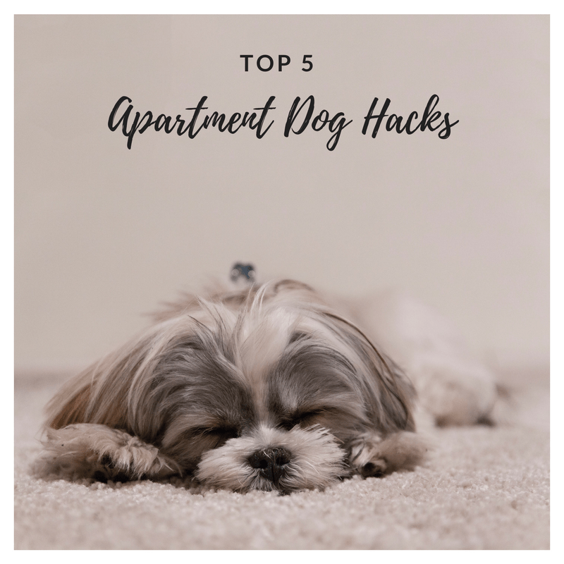 Top 5 Dog Apartment Hacks for City Dwellers (that work)
