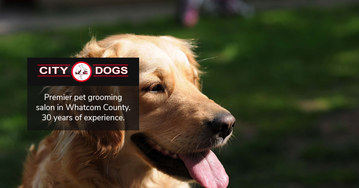 Is It Safe To Sedate A Dog For Grooming