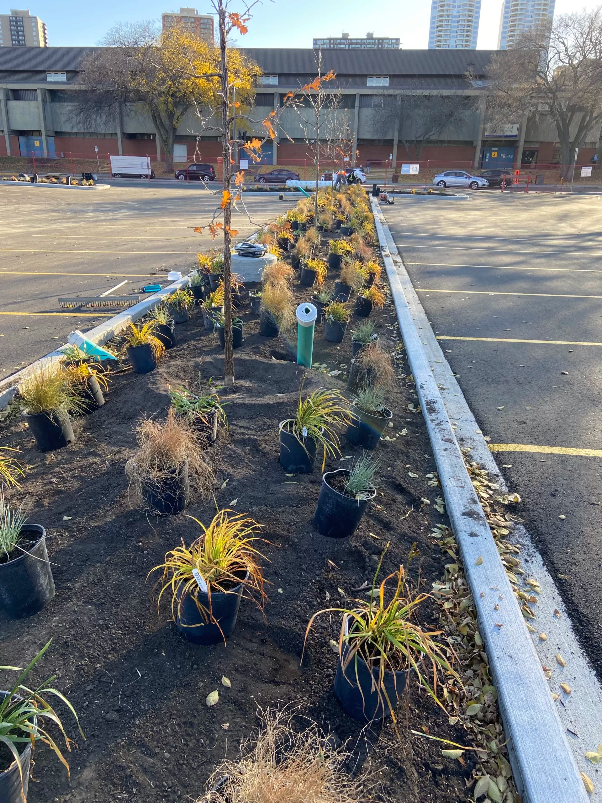 Tree Canopy Shades Kinsmen Carpark Edmonton, Canada Citygreen