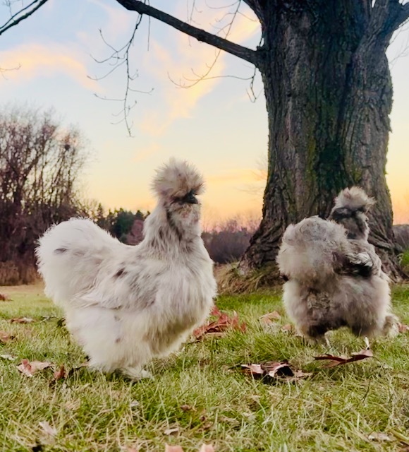 A Guide for How Big Silkie Chickens Can Get