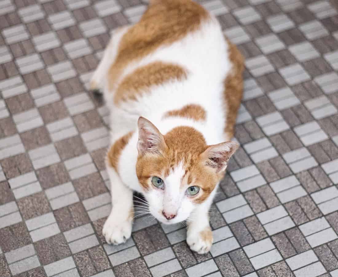 Adopt a Senior Cat This International Cat Day 2020 City