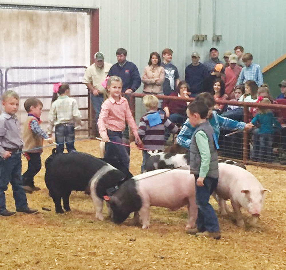 Junior Livestock Show to be held this weekend City of Collins