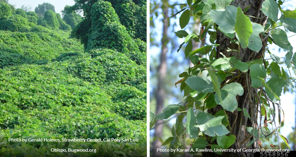The Problem with Invasive Plants City of Flint Hill, MO