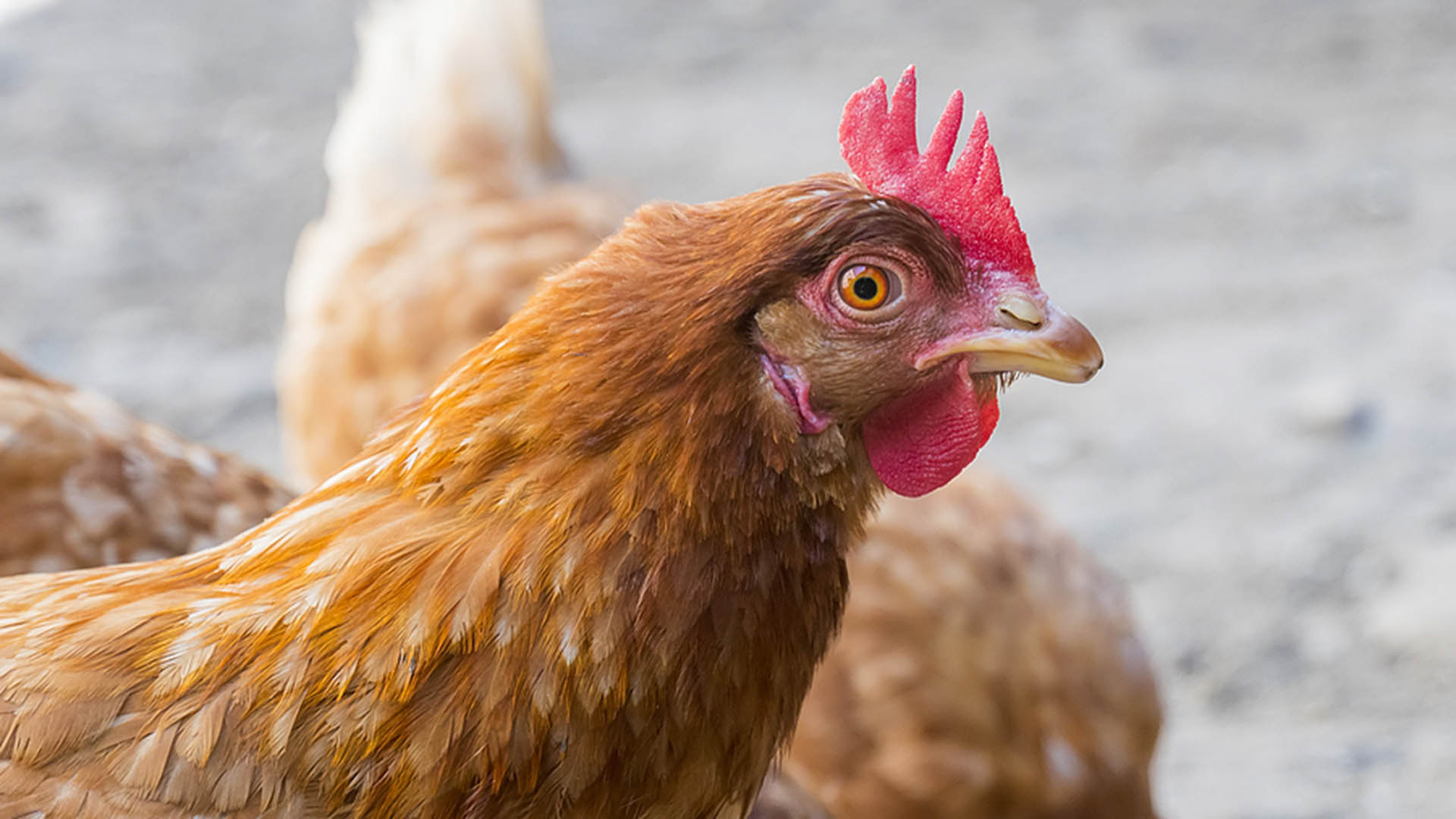 Ask Code Enforcement City of Mentor, Ohio