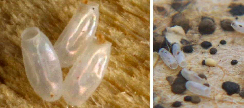 What do bed bug egg casings look like? Are bed bug eggs hard?