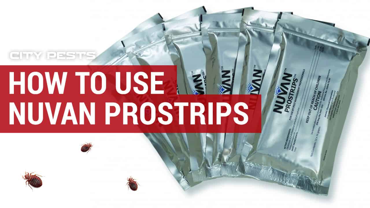 How To Use Nuvan ProStrips To Kill Bed Bugs Risks and Dangers
