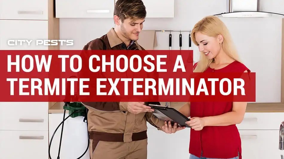 How to Choose the Best Termite Exterminator Costs & Advice