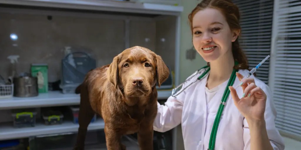 Enlarged Liver In Dogs Symptoms, Cause, & Treatments city pet hospital