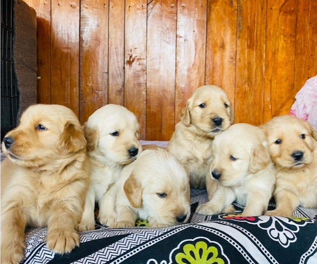 CITY PET HOUSE & ANIMAL CLINIC