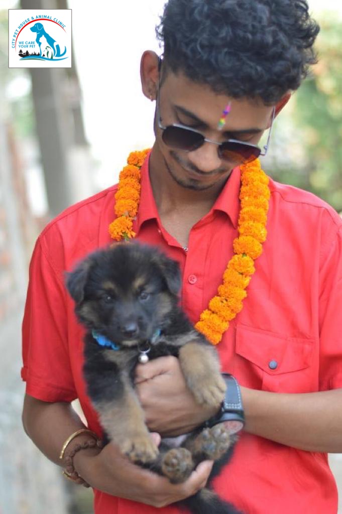 CITY PET HOUSE & ANIMAL CLINIC