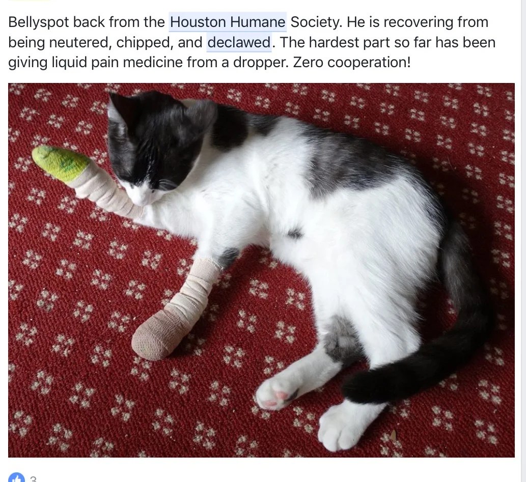 Houston Humane Society Declaws Cats. Update The HHS stopped declawing