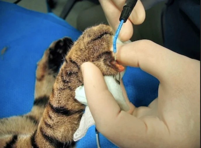 cost to laser declaw a cat Kandace Bunn