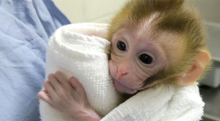 China detectó primera infección y fallecido por “virus del mono B” en