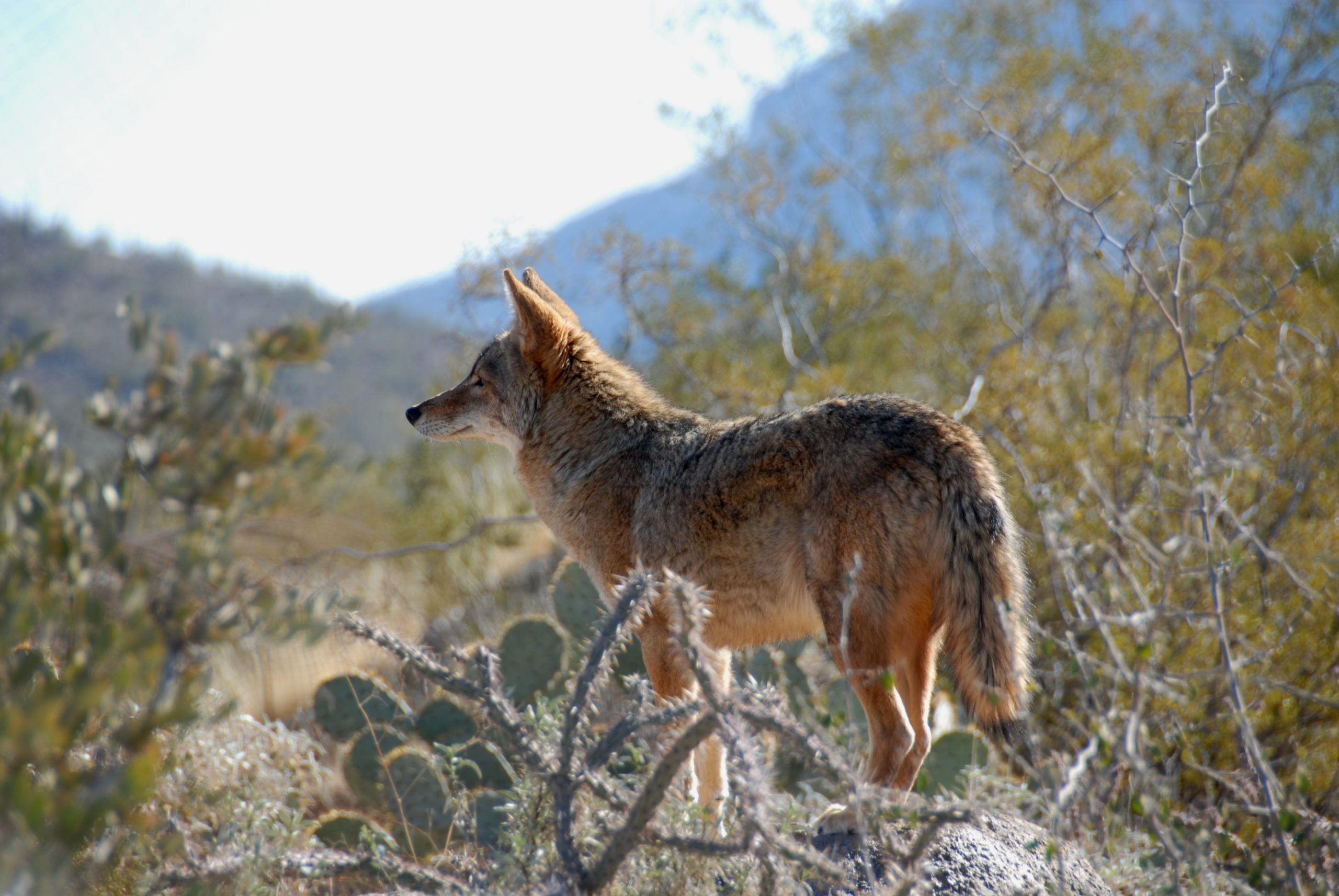 Sonoran Desert Mammals