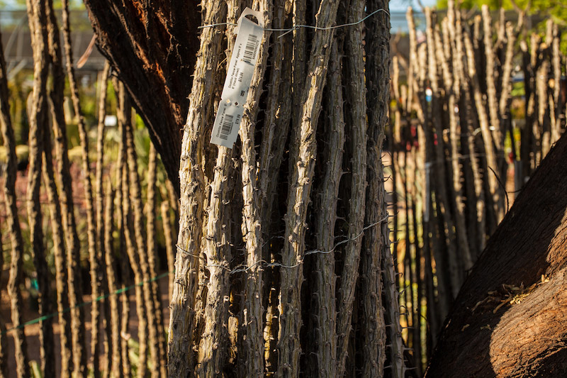 Ocotillo Fence Panels Civano Nursery