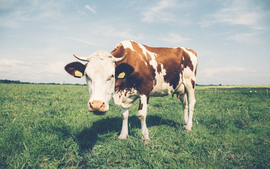 CivicScience Are Almonds the New Cows?