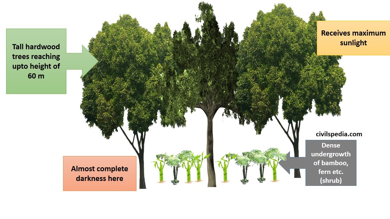 Tropical Deciduous Forest Trees
