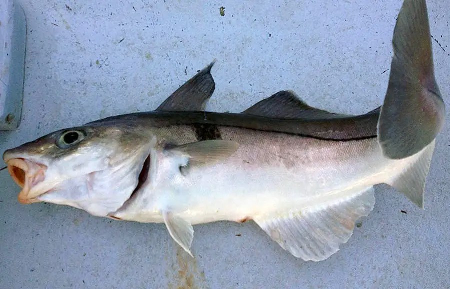 Introduction to Haddock Fishing in Boston