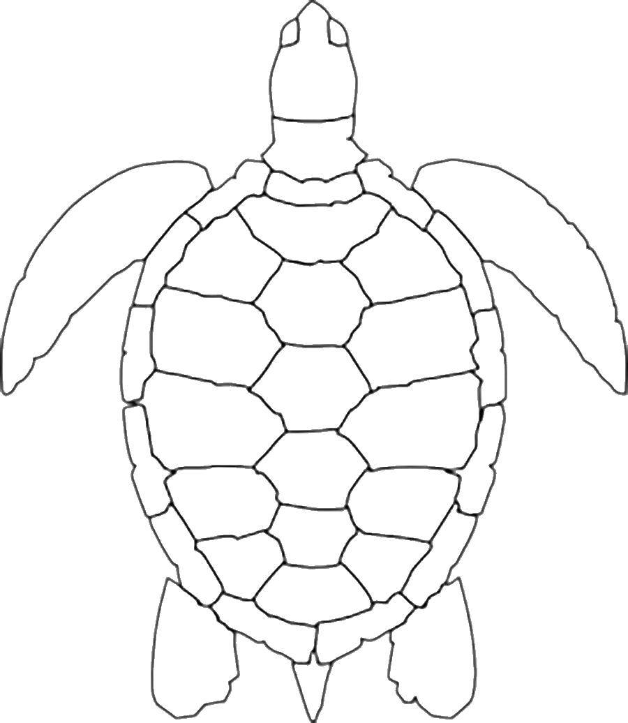 Turtle Shell Coloring Page