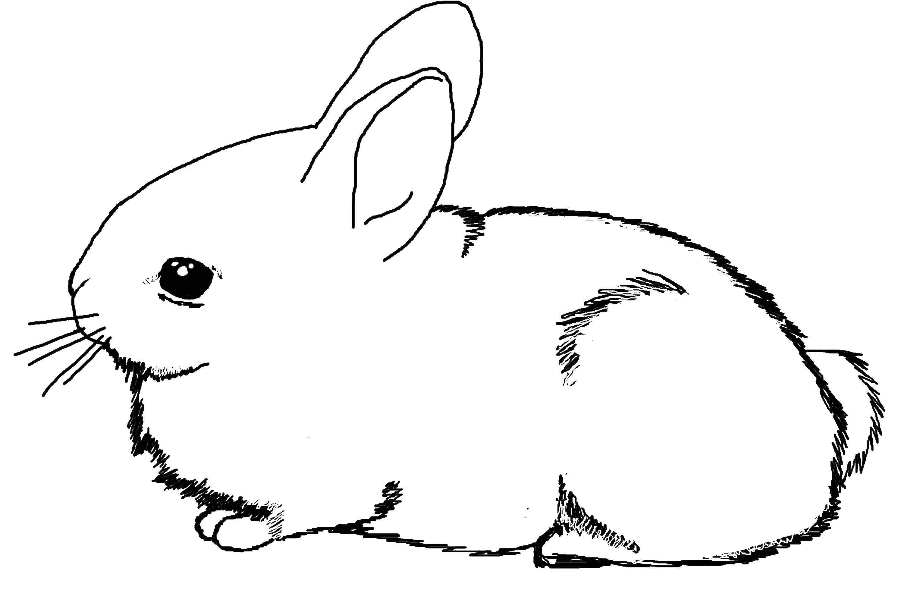 Online coloring pages Coloring page Bunny Animals, Download print