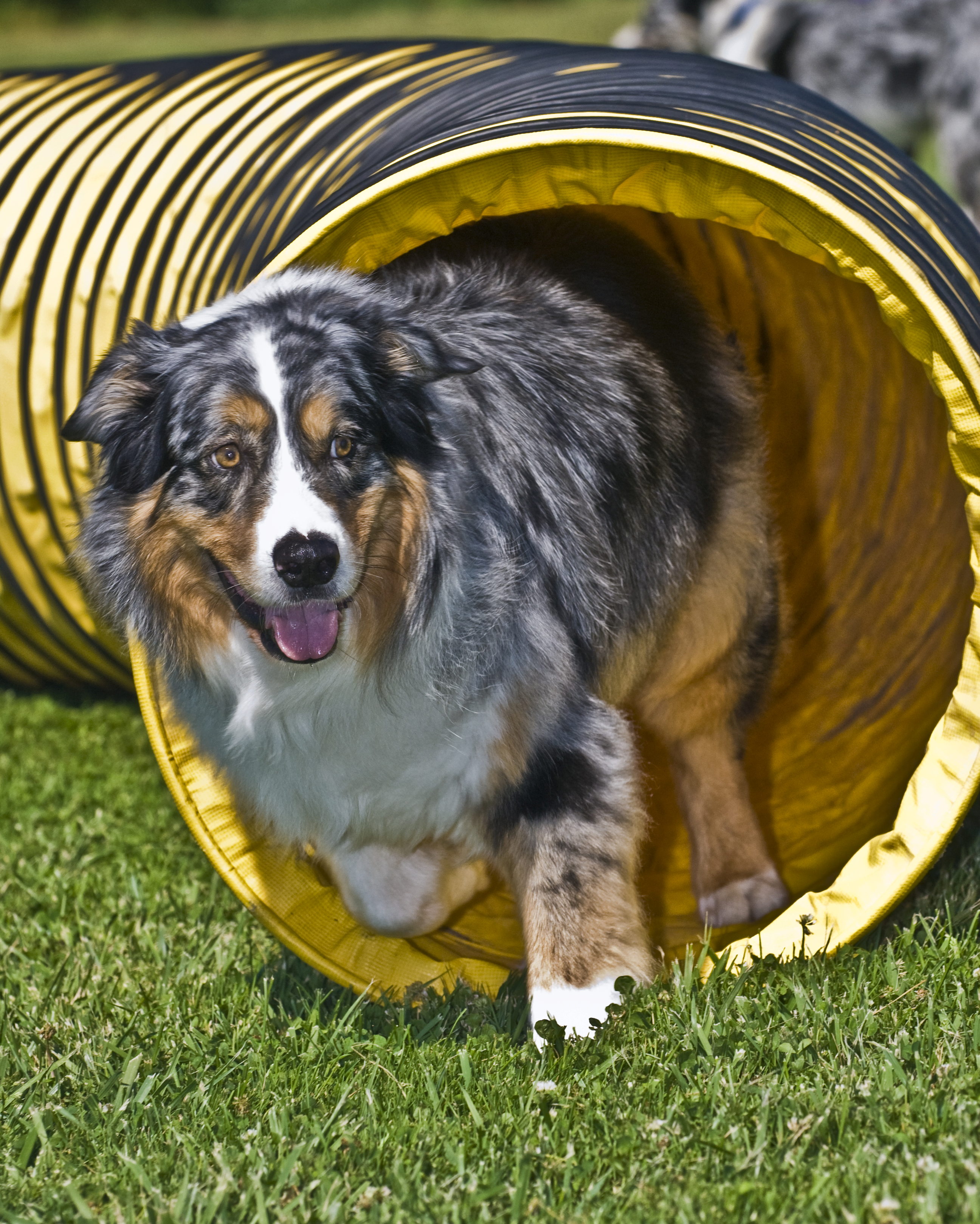 Australian Shepherd Dog Breed Information Continental