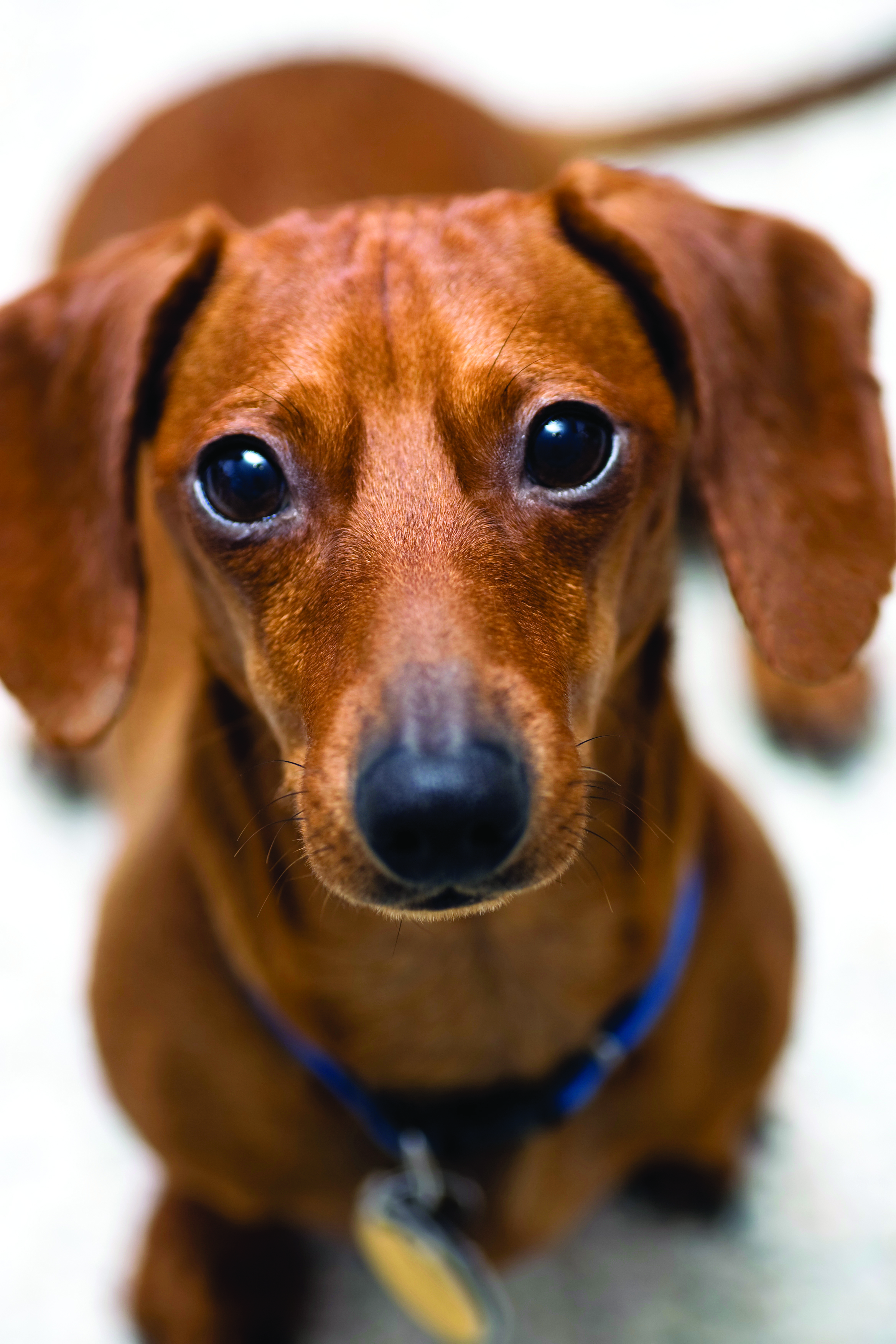 Dachshund Dog Breed Information Continental Kennel Club
