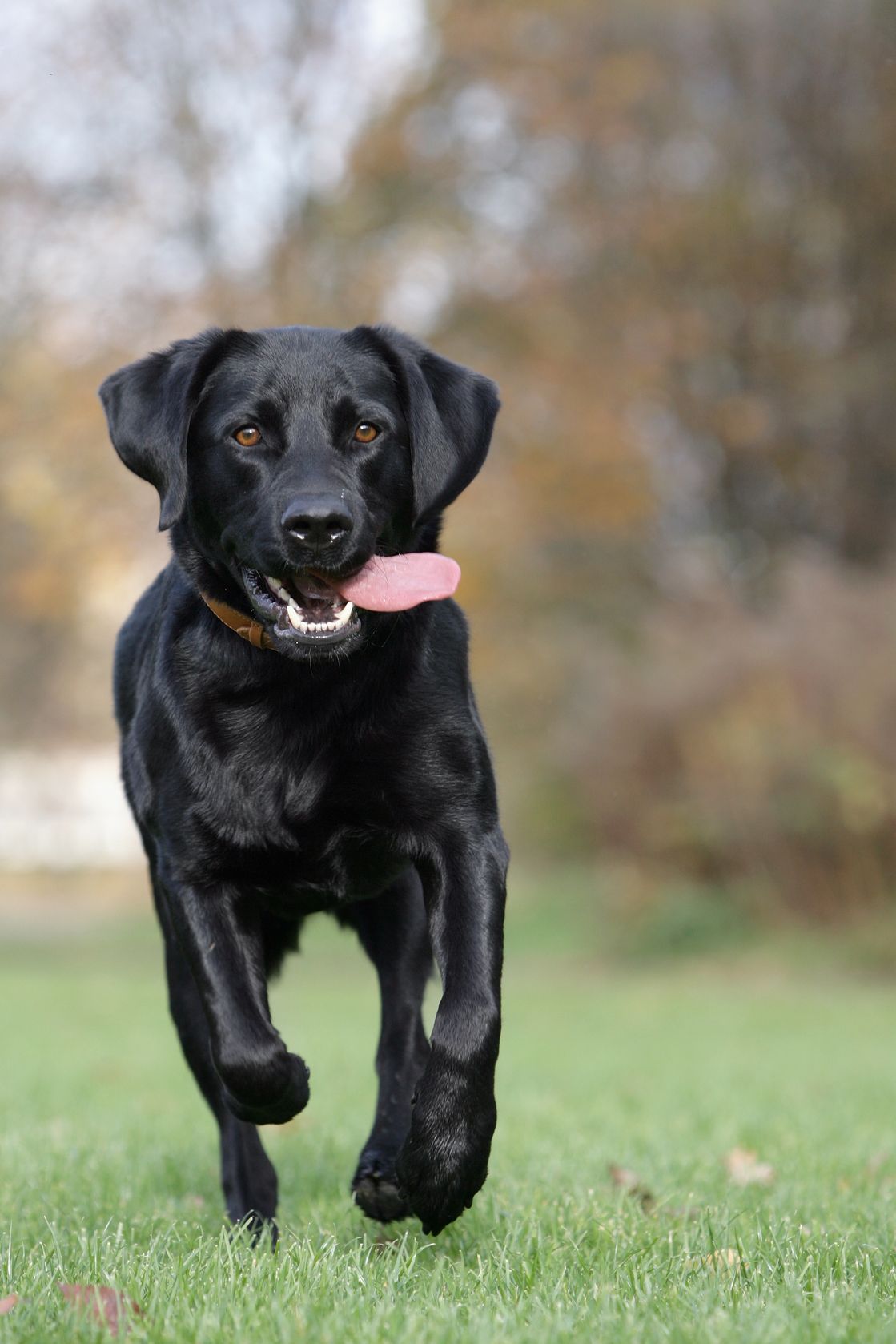Labrador Retriever Dog Breed Information Continental Kennel Club