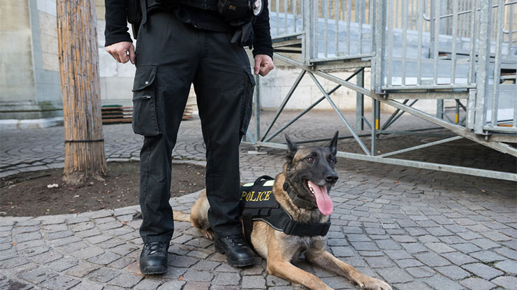 Most Famous K9 Cops Of All Time