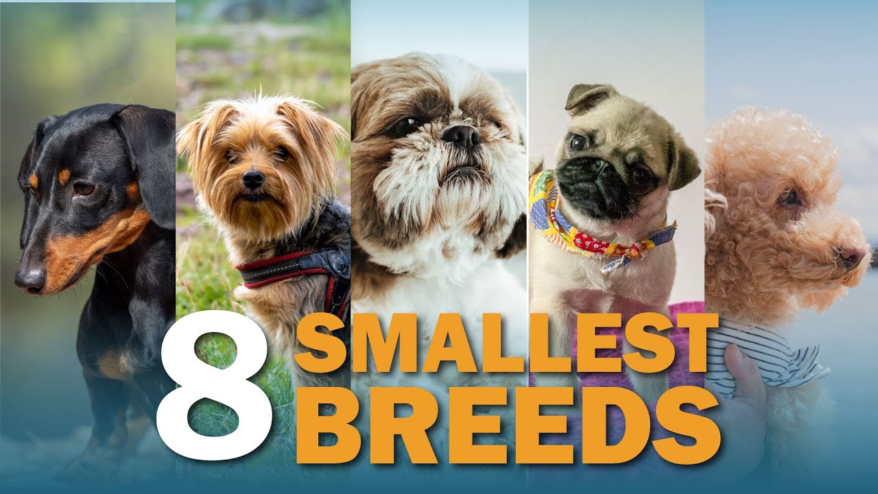 8 Smallest Dog Breeds (Video)