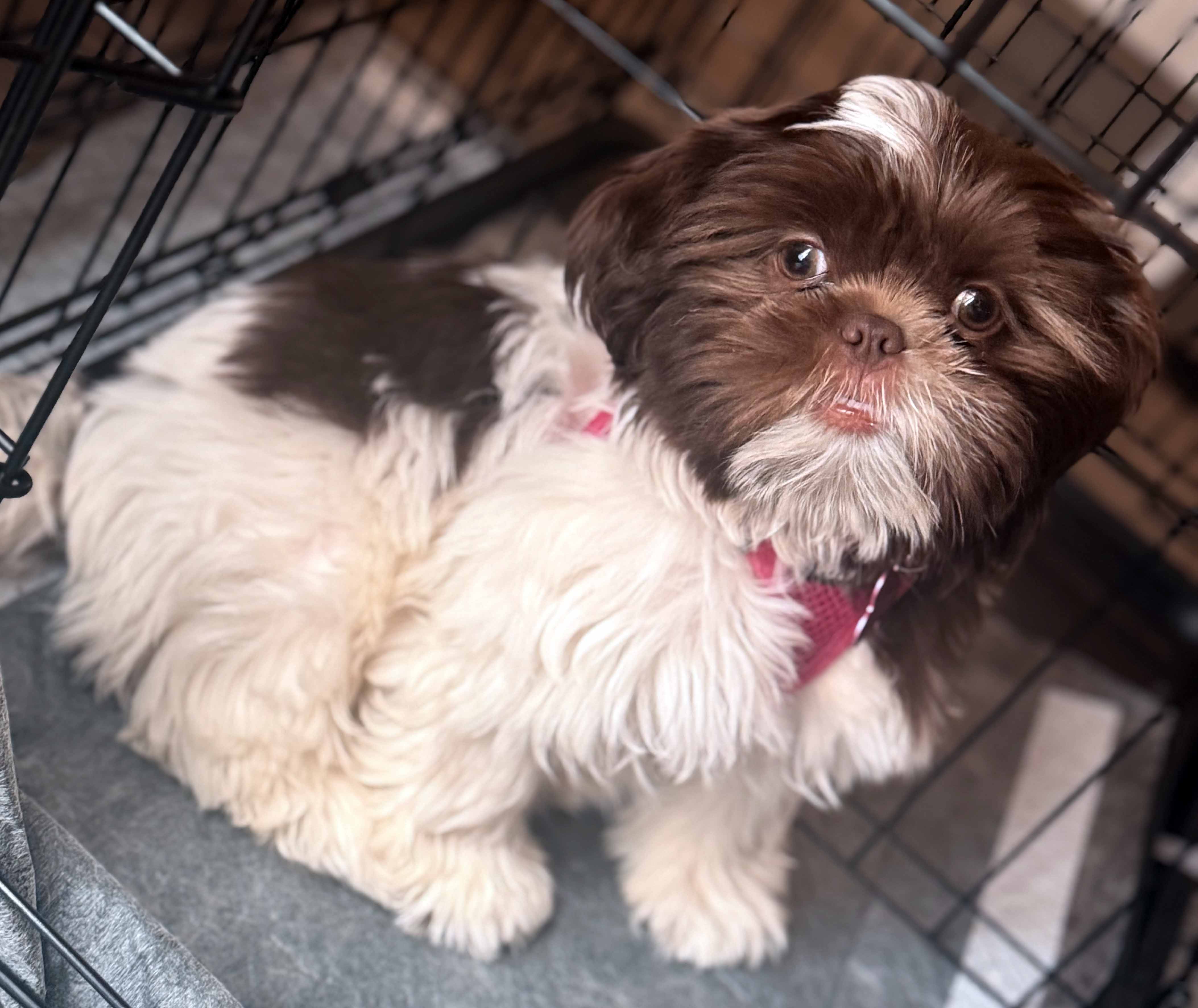 CKC Registered Shihtzu puppy for sale Summerville, SC
